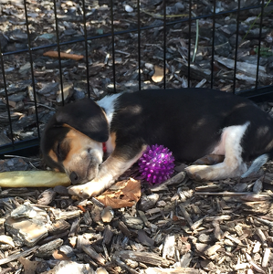 Fundraising Page: Serafina Ferrazzoli